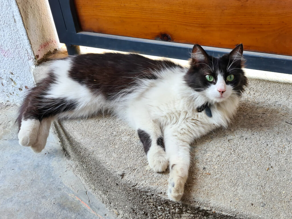 A fluffy brown and white cat lying on a doorstep.