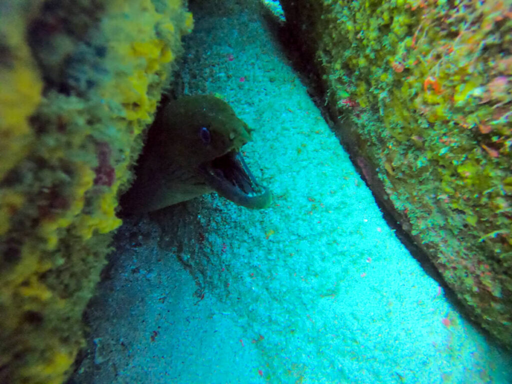 A moray eel's head poking round from behind a rock, its mouth open.