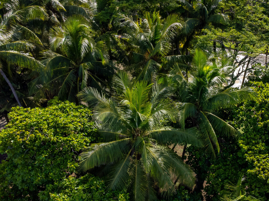 A drone looking down on palm trees in the sunshine.