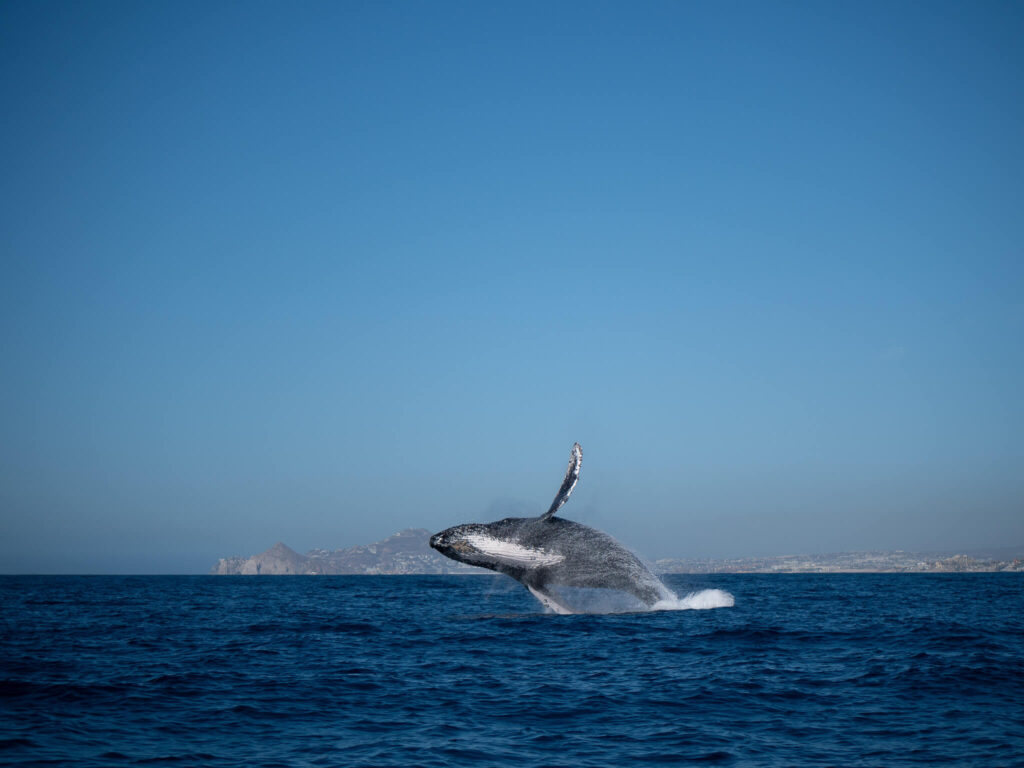 A humpback whale showing off its white underbelly as it breaches its body out of the water.