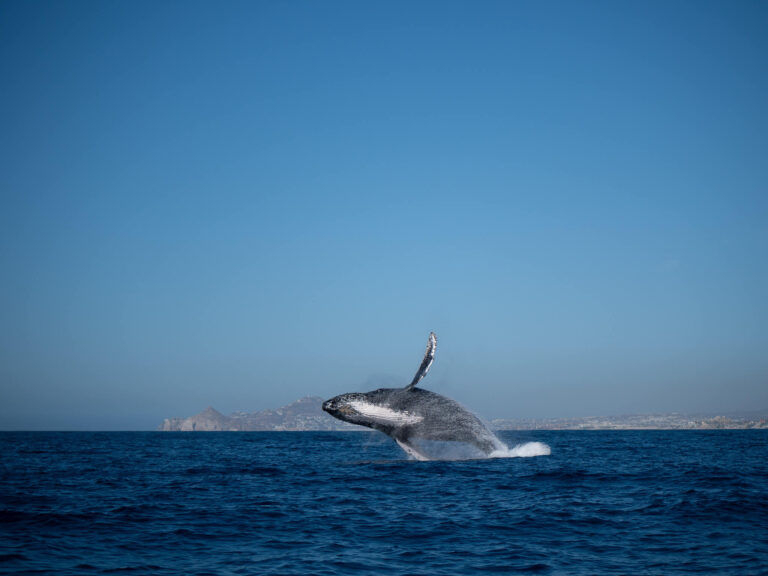 A humpback whale showing off its white underbelly as it breaches its body out of the water.