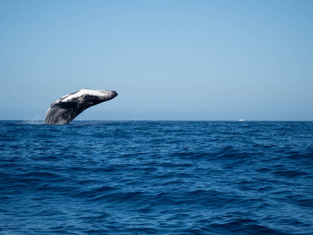 A humpback whale breaching most of its body out of the water.