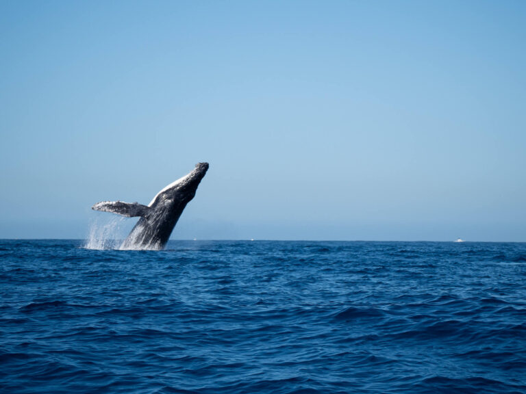 A breaching humpback whale preparing to fall backwards into the water.