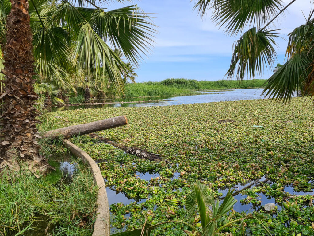 The green marshlands of Estero San José Bird Sanctuary, surrounded by palm trees.