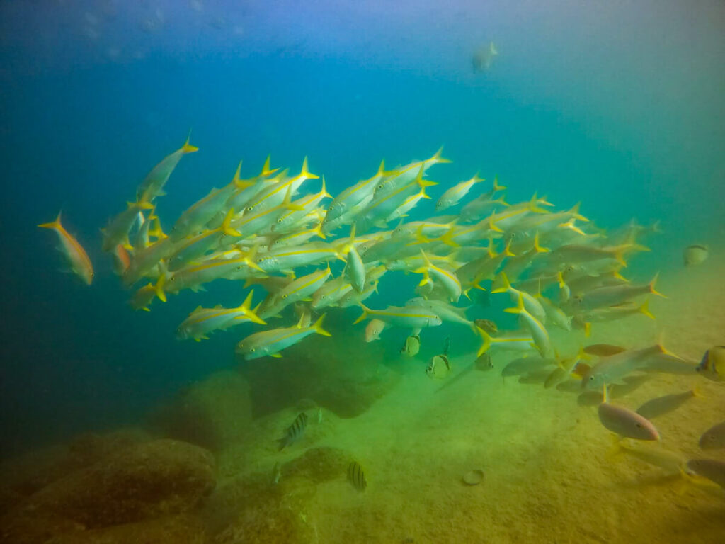 A large school of yellowtail snapper move together in a tight formation.