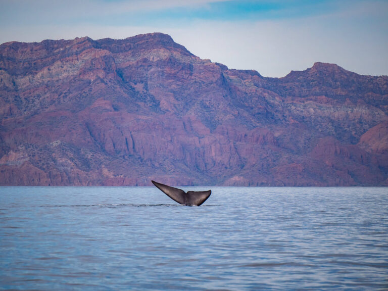 A blue whale tail disappearing under the water. In the background are the colourful mountains of Loreto Bay National Park.