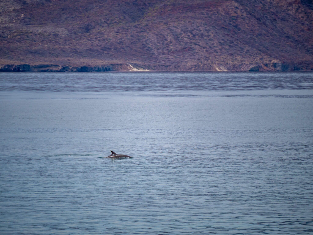 A bottlenose dolphin swimming by in calm waters. The sunlight is casting a golden glow on the scene.