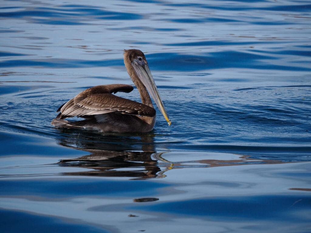 A close look at a brown pelican as it sits peacefully in waveless waters. Its long bill stretches as far as its feathered neck.