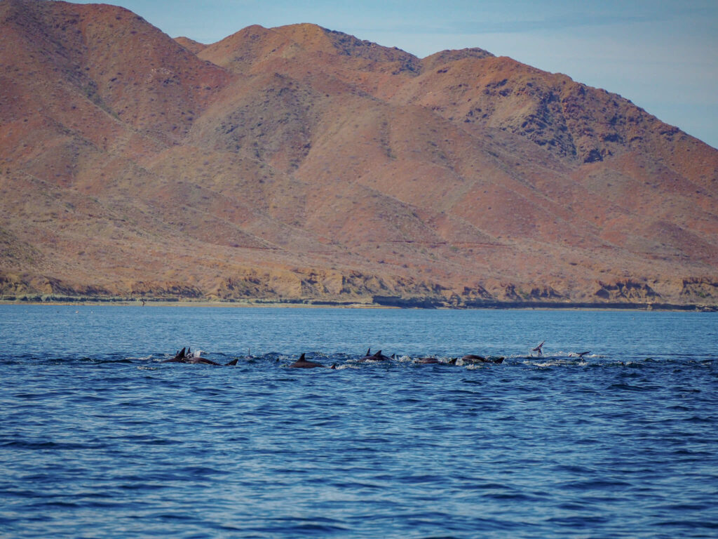 A pod of twenty common dolphins swimming through the calm waters of Magdalena Bay.