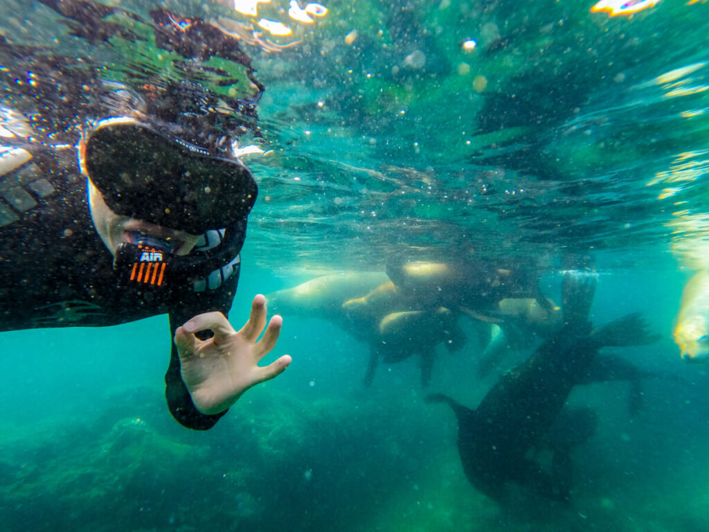 Dan looking at the camera underwater and floating next to a group of playing sea lions at San Rafaelito.