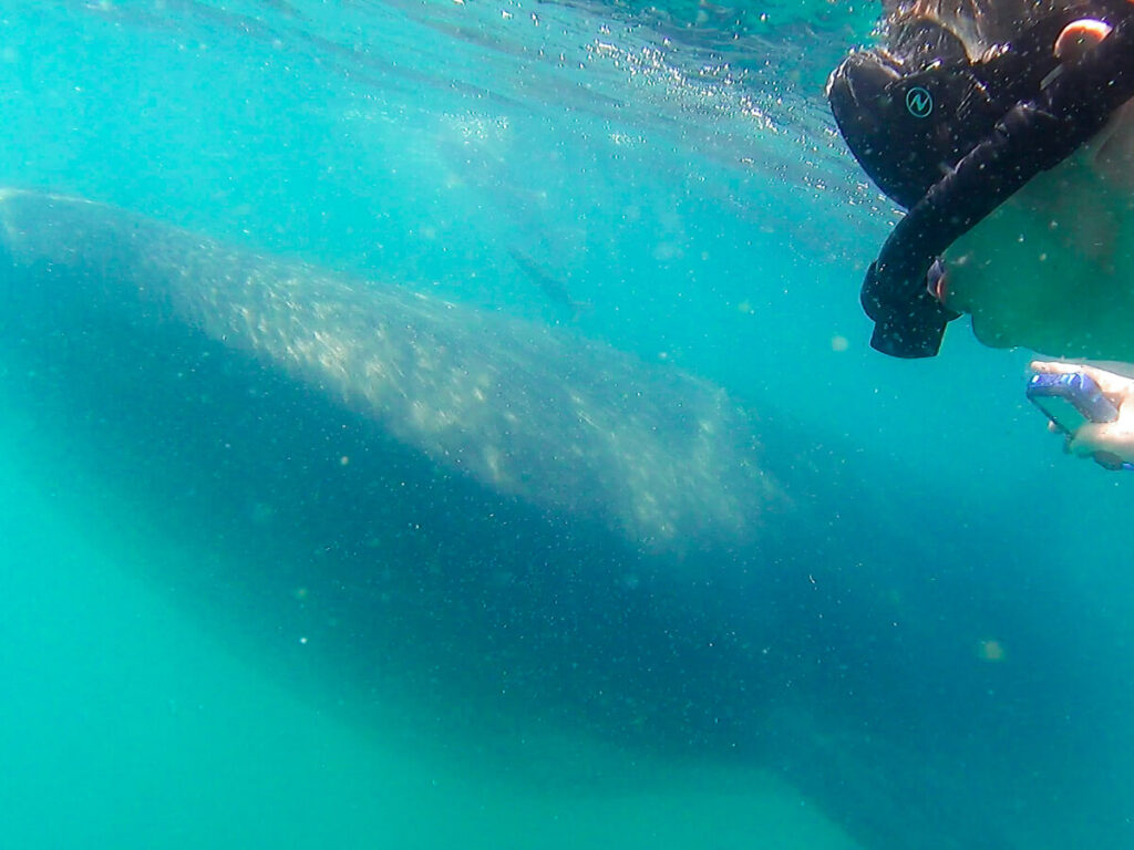 Dan swimming with whale shark in La Paz, watching it glide past.