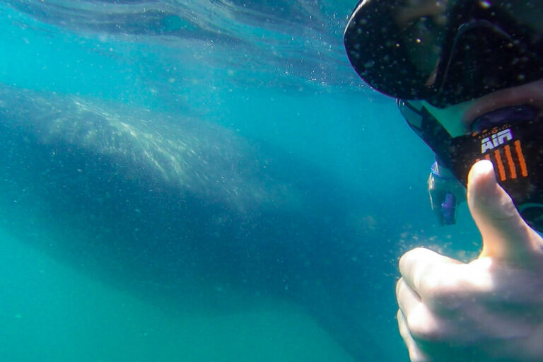 Dan swimming with a whale shark, making a 'thumbs up' sign at the camera.