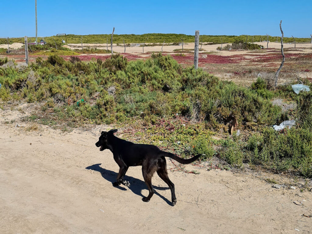 A dog walking along a sandy road in Puerto San Carlos. The dog is dark and has no collar.