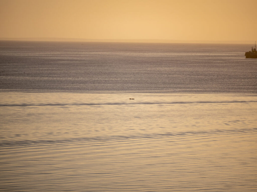 A dolphin coming up for air under bright orange skies.