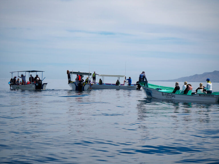 A boat with "Magdalena Bay Whales" painted on the side sits next to three other boats that are searching for a whale.