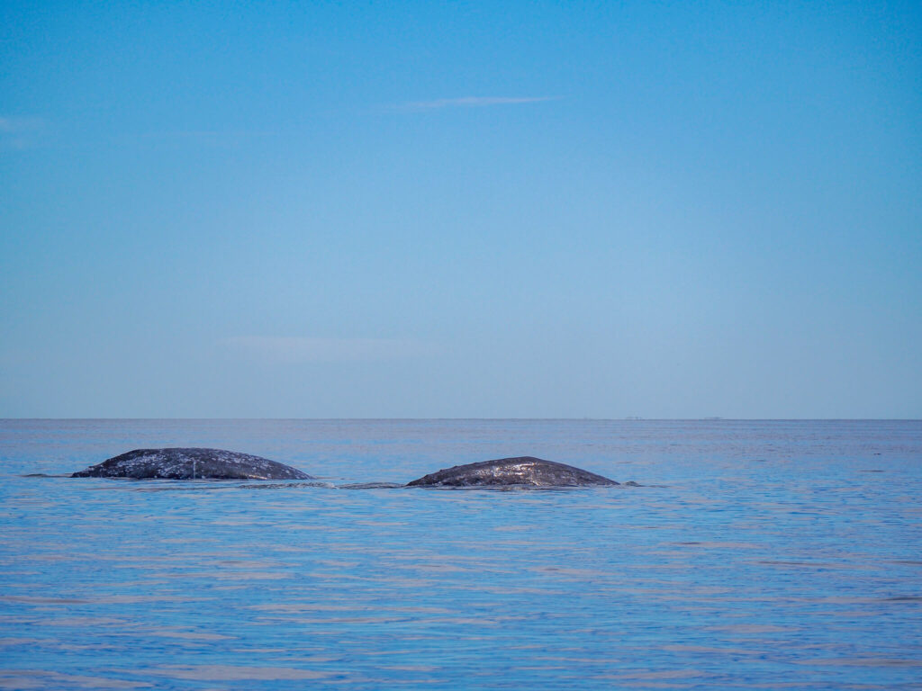 Two grey whales move their long shiny bodies above the water's surface in the calm waters around Baja California Sur.