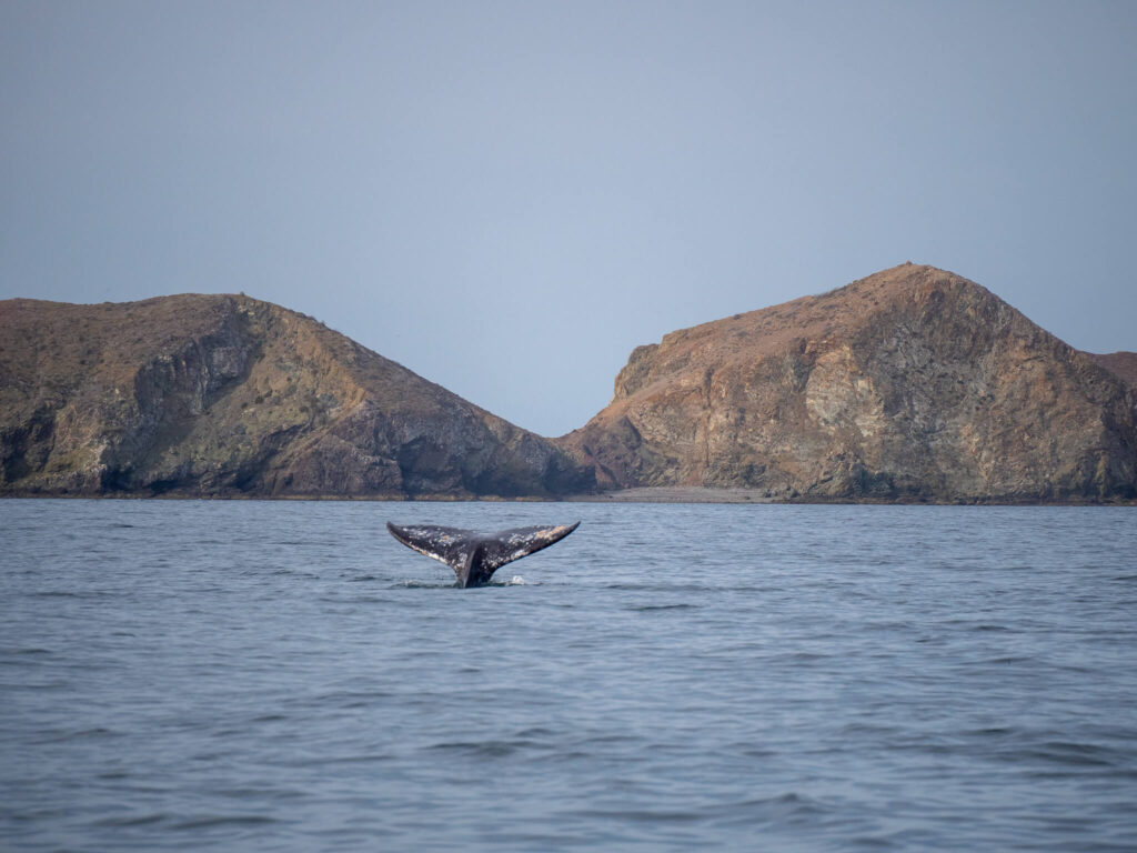 A whale tail disappearing into blue waters. Behind it lies the orange mountains of Baja California Sur.