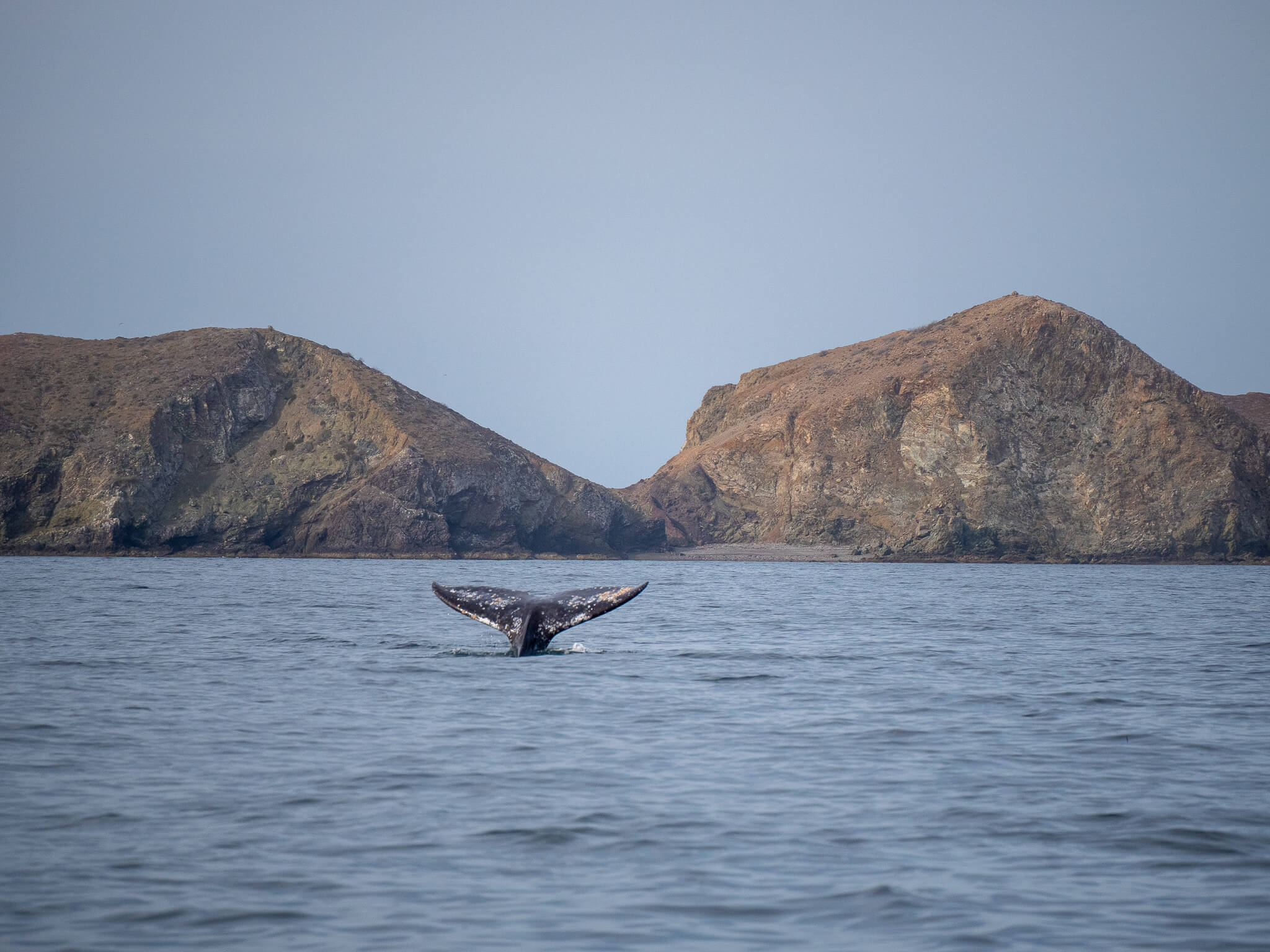 A whale tail disappearing into blue waters. Behind it lies the orange mountains of Baja California Sur.