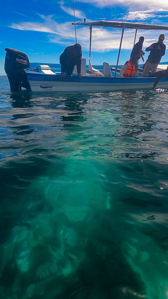 A grey whale swimming underneath a small boat. The light markings on its body are clearly visible from above the water's surface.
