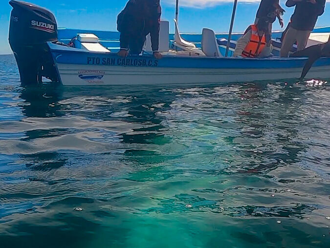 A grey whale swimming underneath a small boat. The light markings on its body are clearly visible from above the water's surface.