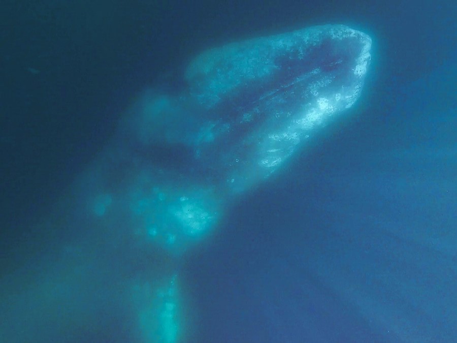 A grey whale swimming underwater. The face and part of one of the fins is visible, both covered in barnacles.