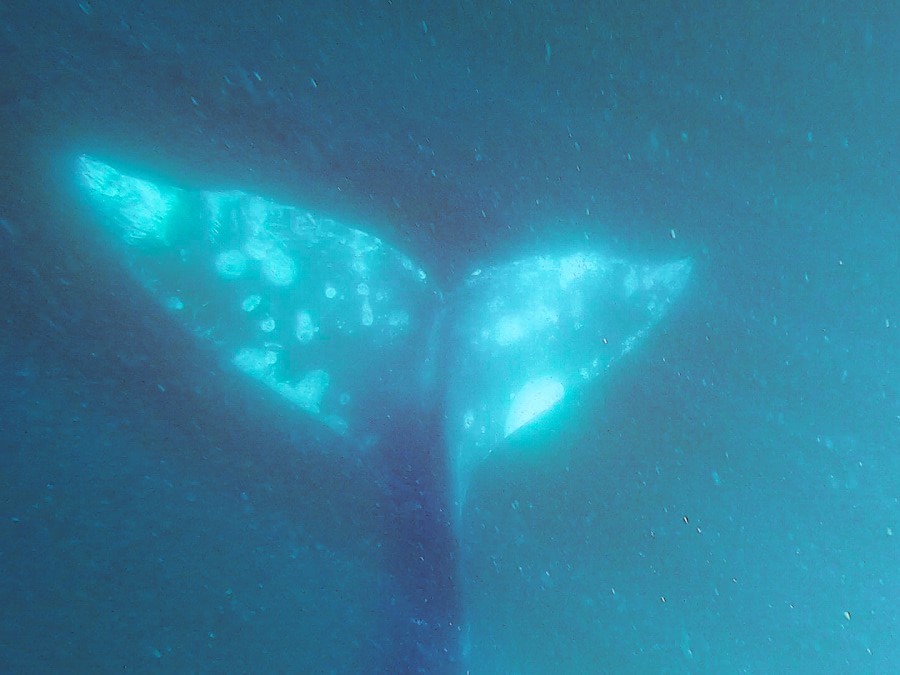 A grey whale tail photographed underwater. The dark grey skin is covered in white scars.