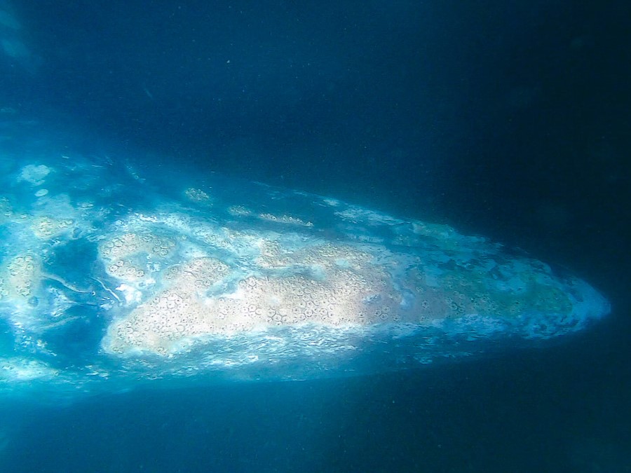 The head of a grey whale underwater in Magdalena Bay. A layer of white barnacles covers the surface of its face.