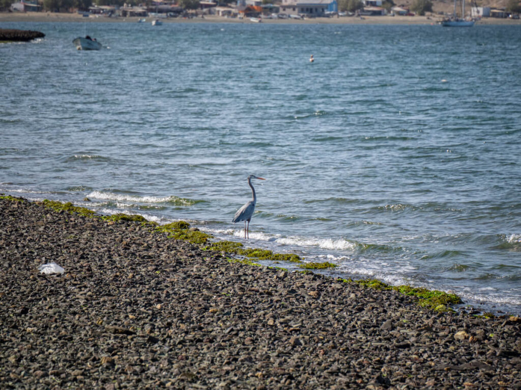 A heron stood in the shallows of Magdalena Bay with its neck stretched up straight.