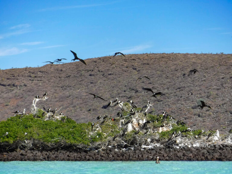 The birds of the Isla Espíritu Santo Frigatebird Colony flying around an island.