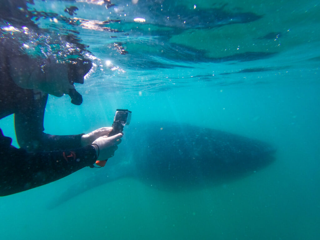 Lucy snorkelling and filming a whale shark on a Go Pro as it swims by.
