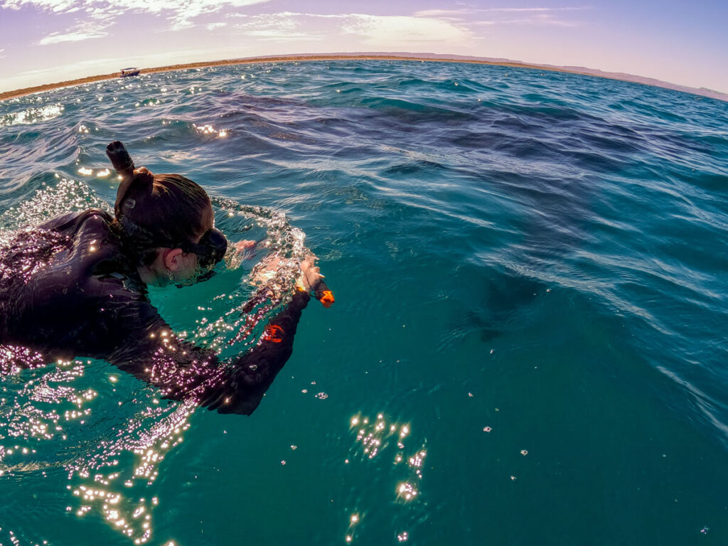 Lucy swimming alongside a large whale shark in La Paz.