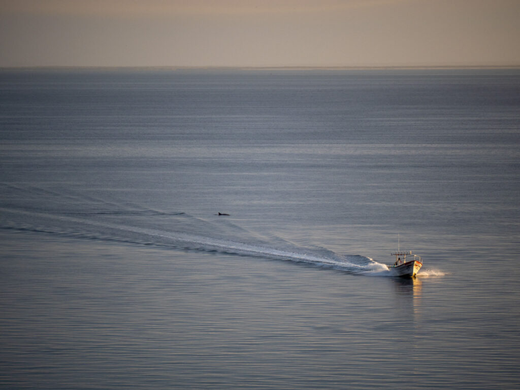A small motorboat on its way to Magdalena Bay across calm waters. In its wake, a dolphin surfacing for air.