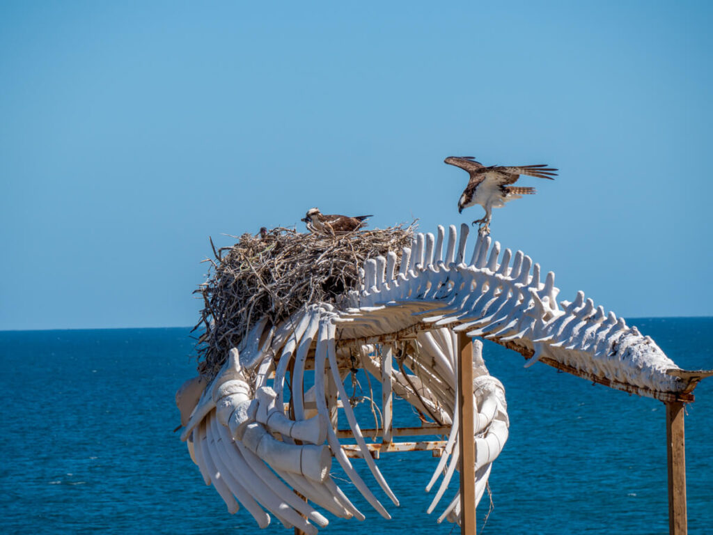 Two ospreys perched on the top of a whale skeleton. One is sat in its nest and the other has its wings up high to dry them in the sun.