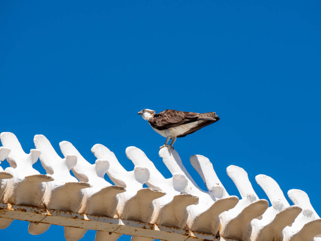 An osprey perched on the top of a massive whale bone.