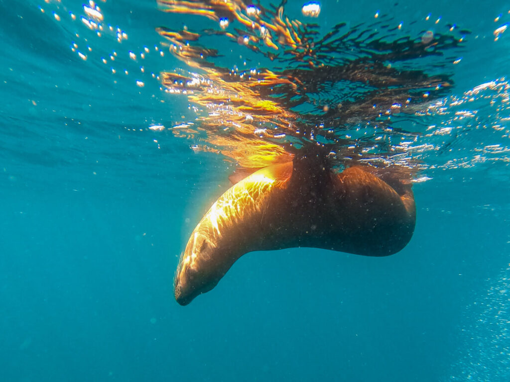 A Los Islotes sea lion floating playfully at the ocean's surface.