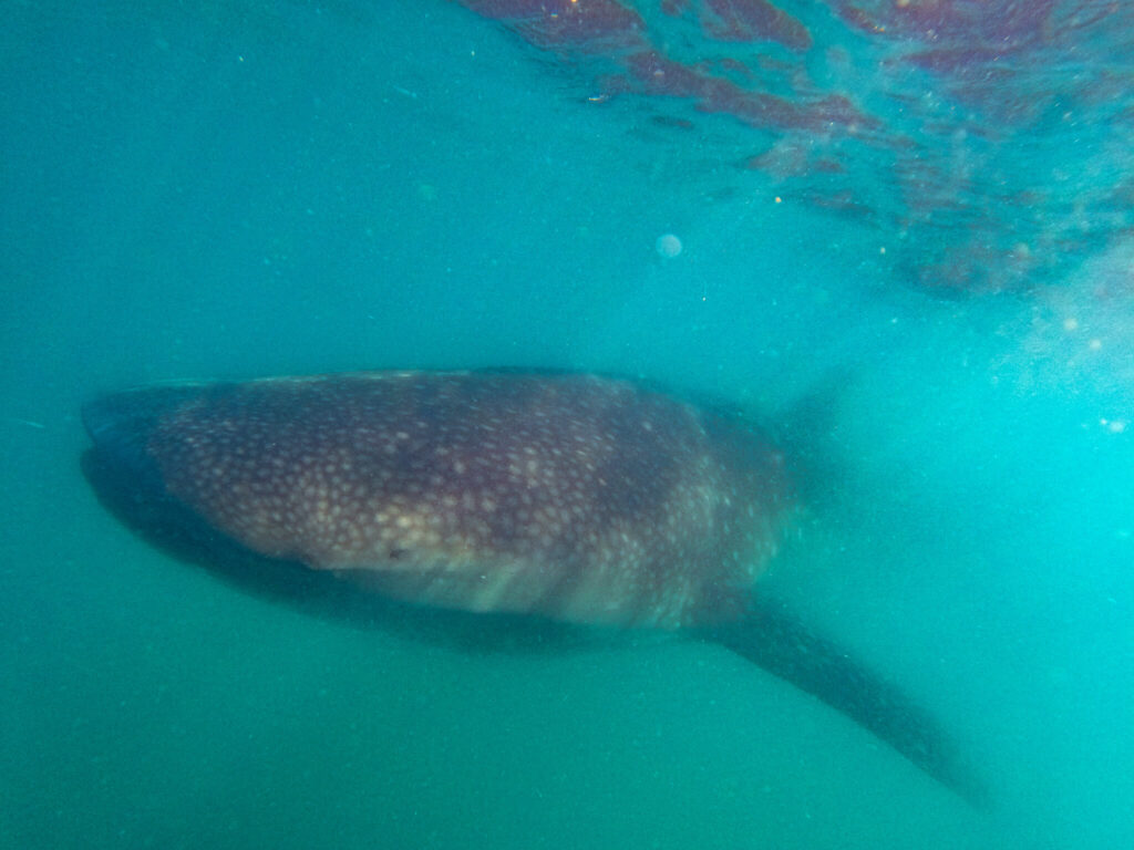 A large whale shark swimming towards the camera. The whole front of its body is visible and one of its tiny eyes can be seen on the side of its face.