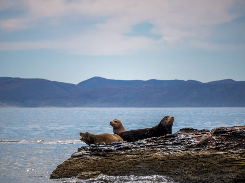 Three sea lions lying close to each other on a rock as they look out in different directions. The sunlight is reflecting off the water nearby and mountains can be seen in the distance.