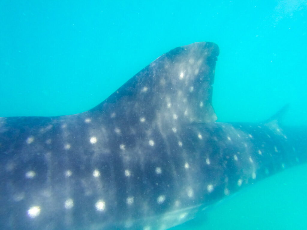 The spotted dorsal fin of a whale shark in bright blue waters.