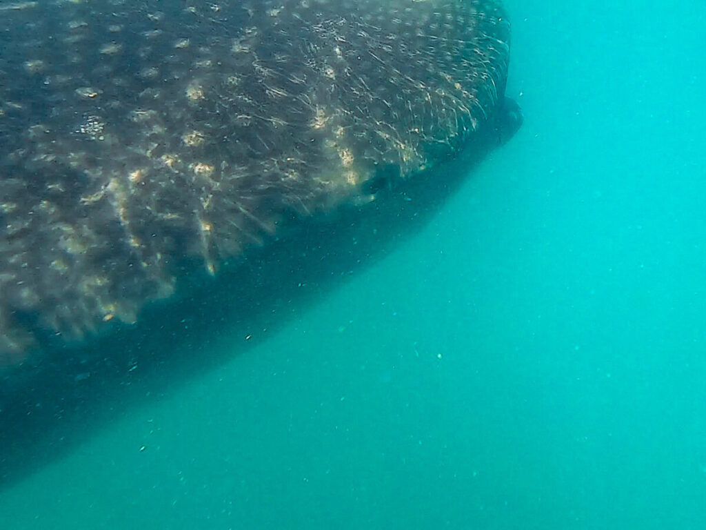 The right eye of a whale shark underwater at a safe distance from the camera.