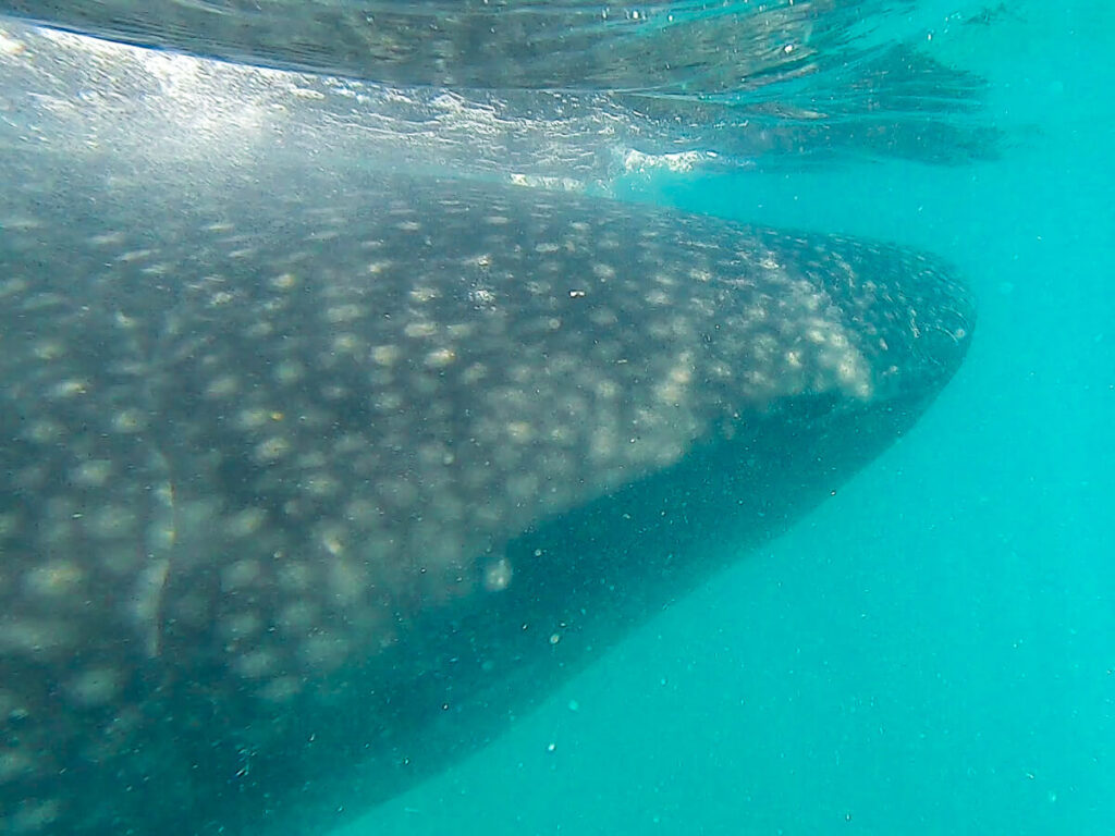 The head of a whale shark approaching the surface of the water in La Paz.