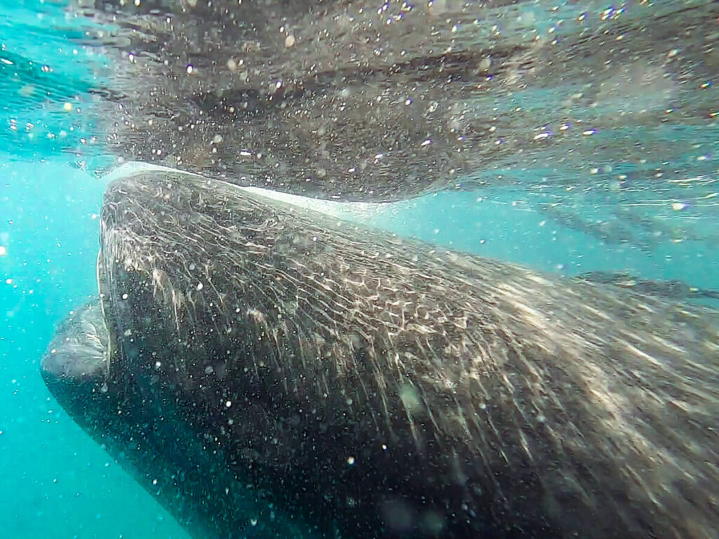 A large whale shark filter-feeding on phytoplankton in murky waters.