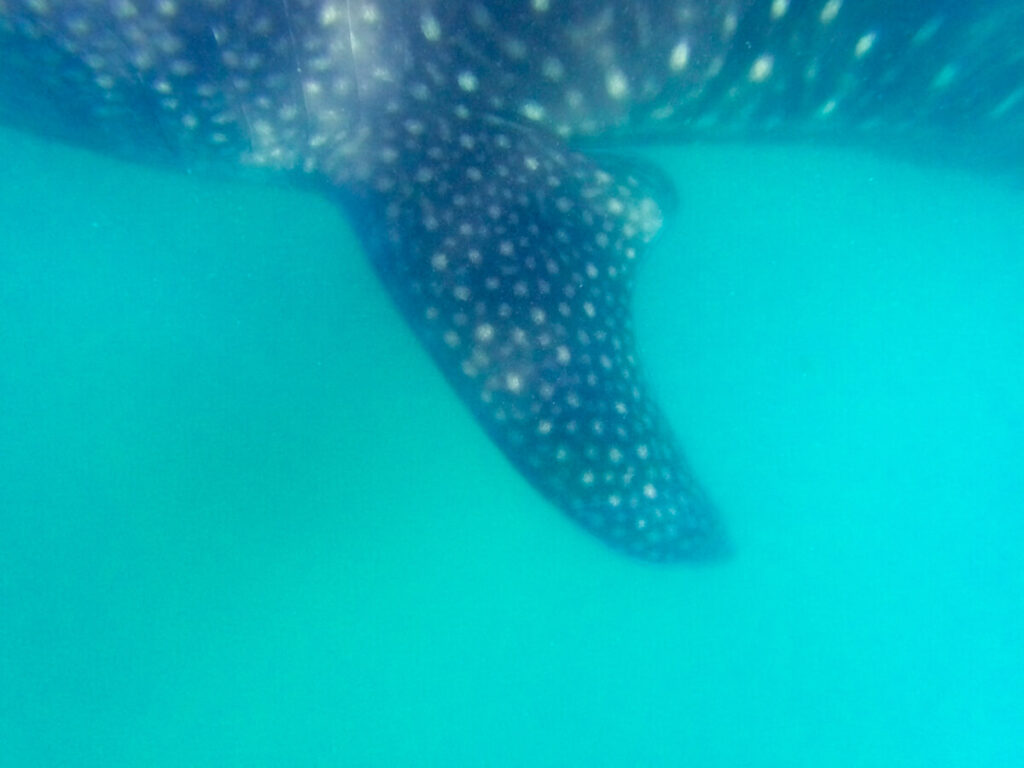 The speckled pectoral fin of a whale shark in hazy blue water.