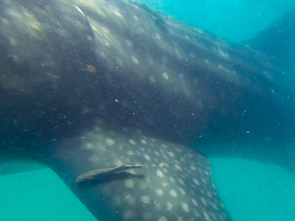 A fish sitting on the pectoral fin of a whale shark.