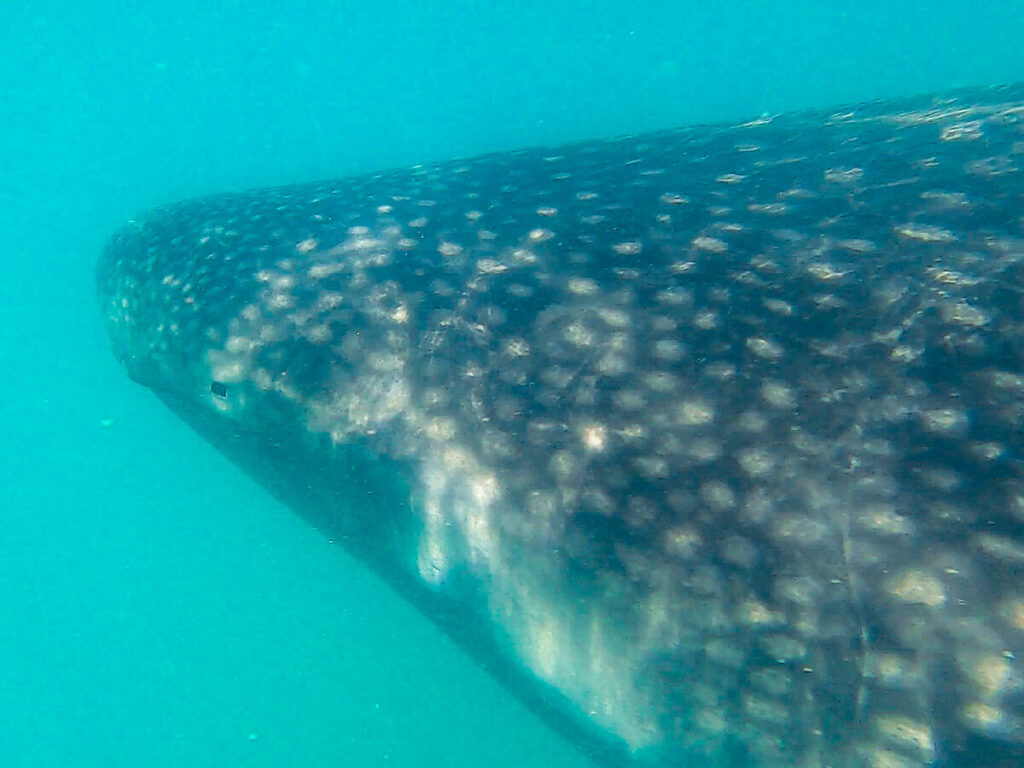 A whale shark, taken by ethically swimming with whale sharks in the waters around La Paz, Mexico.