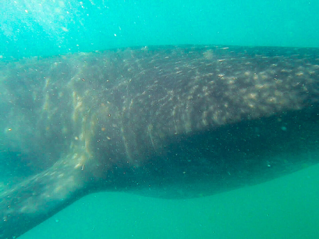 The face of a whale shark lit up underwater by small rays of sunshine.