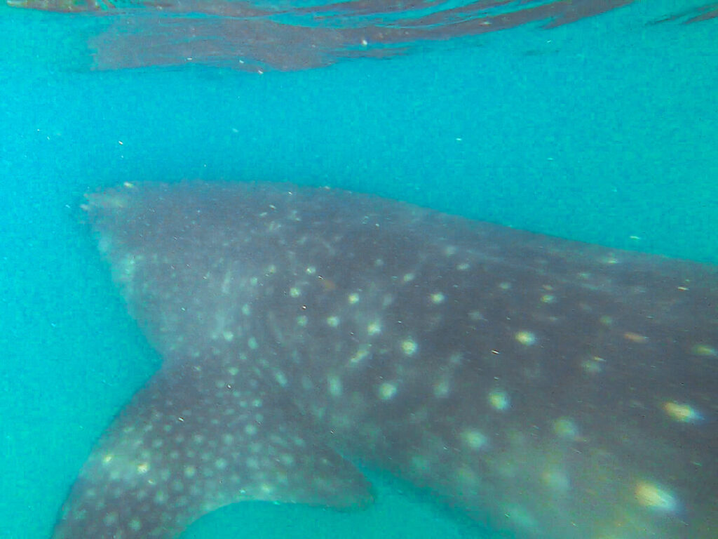 Swimming with a whale shark in the waters around La Paz, Mexico. A large portion of the whale shark's body can be seen in this underwater photograph.