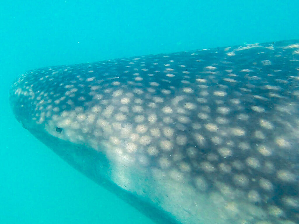 Sunlight shining on the face of a whale shark underwater. Its face is covered in white spots.