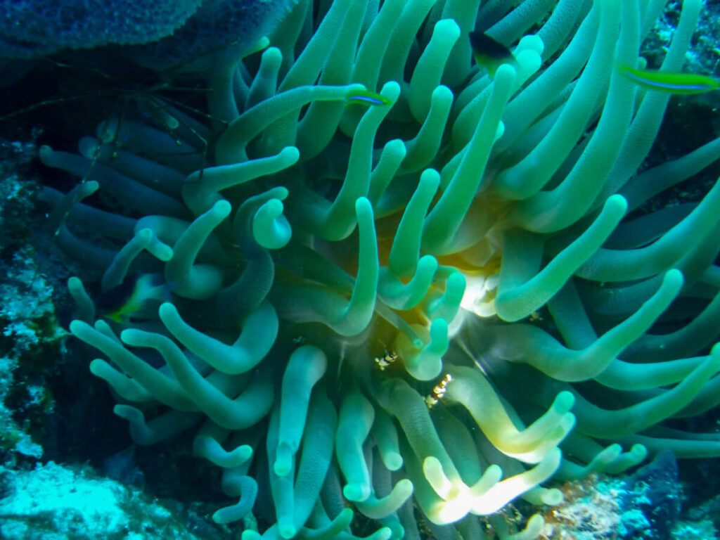 Anemone on a reef near Isla Cozumel.