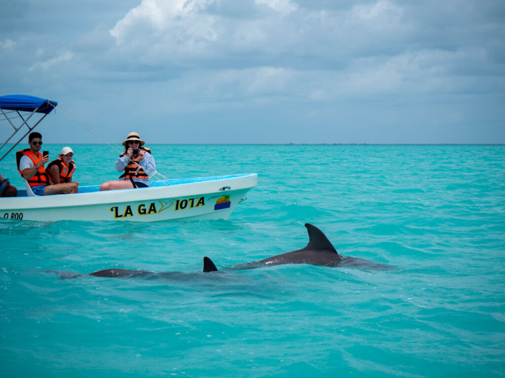 Tourists photographing dolphins from a boat in Sian Kaʼan Biosphere Reserve as they swim by through the cloudy blue water.