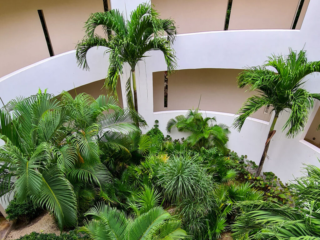 A cluster of plants in the gardens of the Mayan museum in Cancun.